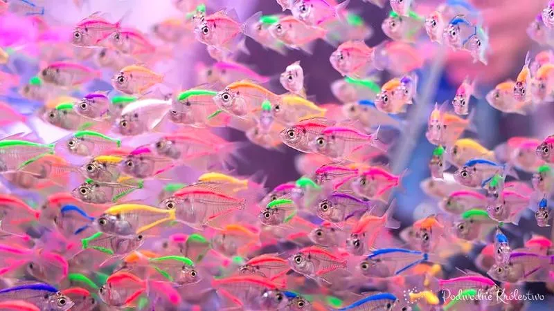 Gatunki ryb akwariowych