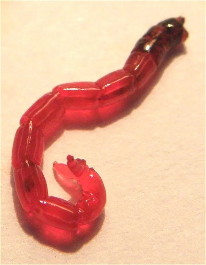 Gatunki ryb na ochotkę