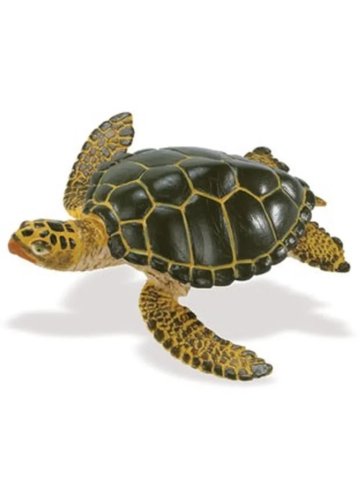 Gatunki ryb przyjazne żółwiom wodnym