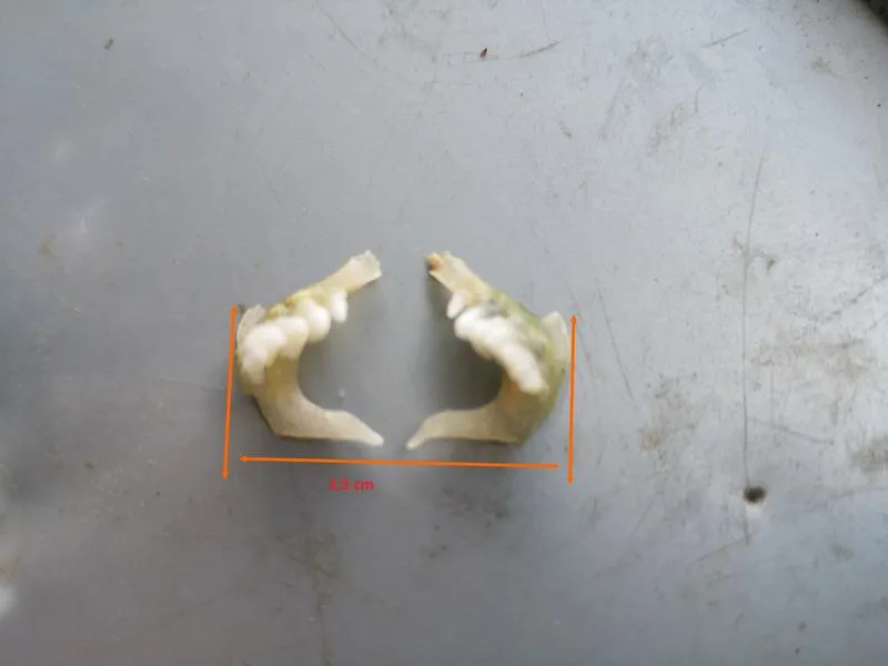 Gatunki ryb z zębami gardłowymi