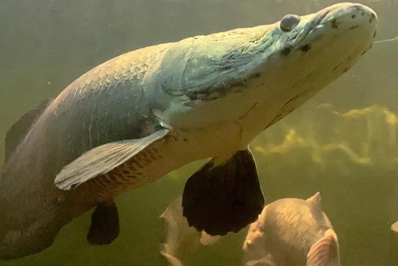 Gdzie kupić świeże ryby Poznań