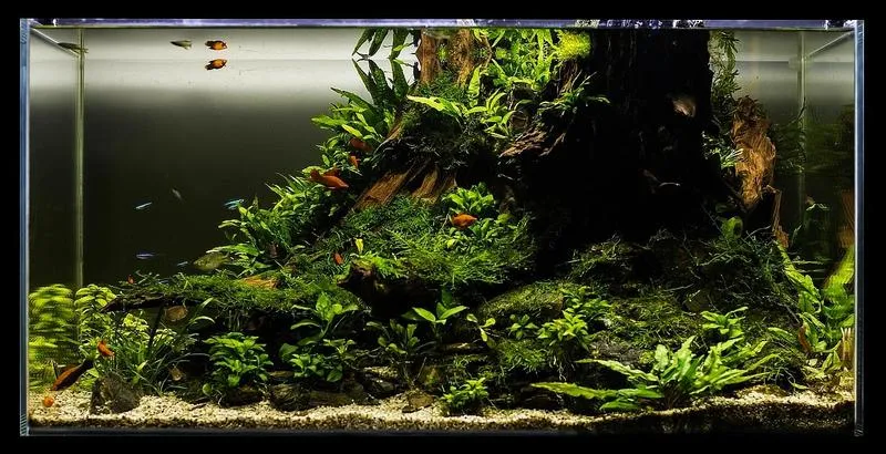 Harmonijne środowisko w akwarium
