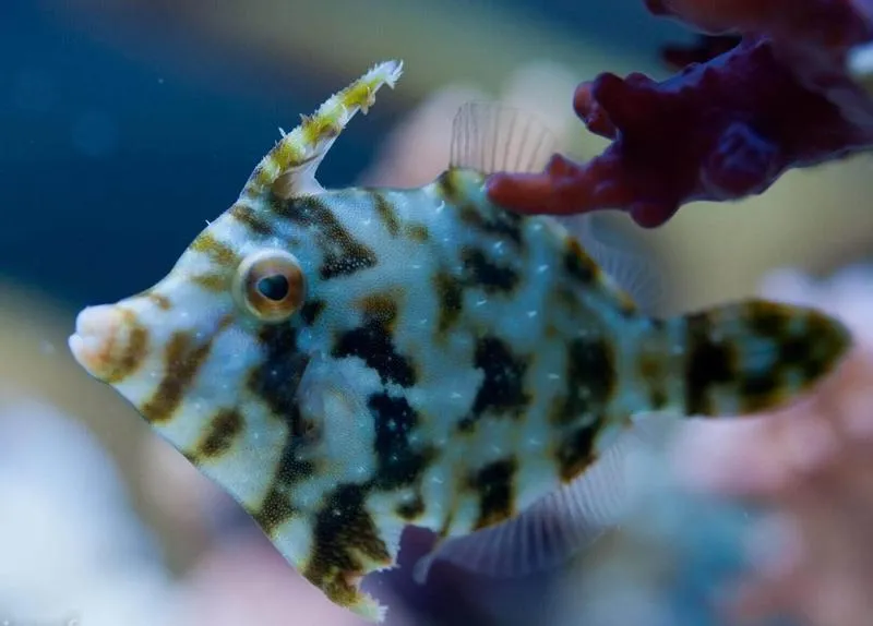 Idealna panierka do ryby