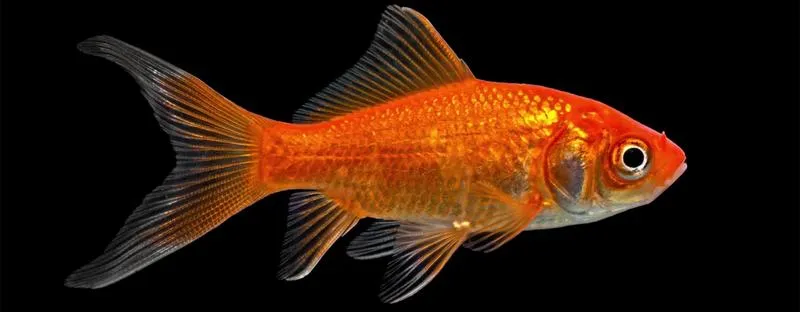 Idealne środowisko dla welonek