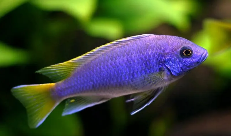 Interakcje międzygatunkowe w akwarium