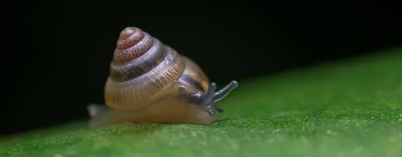 Jak zatrzymać ślimaki w akwarium