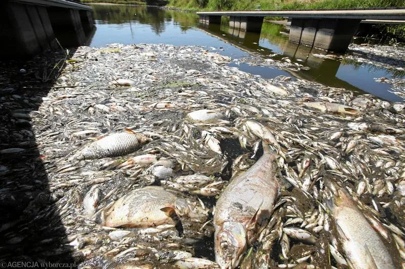 Jak zawekować rybę po grecku