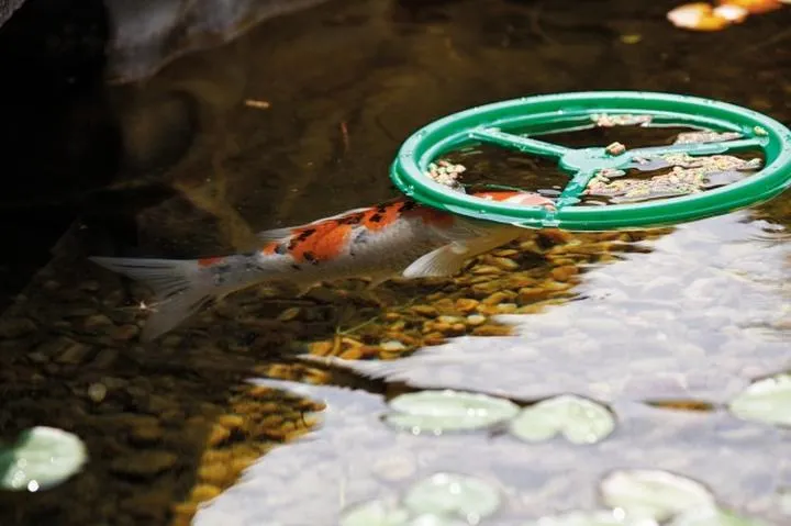Karmienie ryb w oczku wodnym