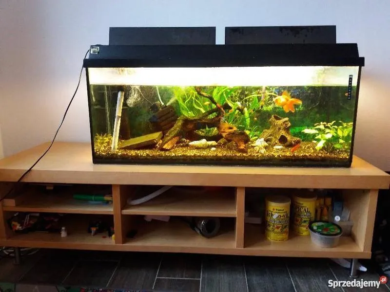 Kombinacje i obsada ryb w akwarium 160l