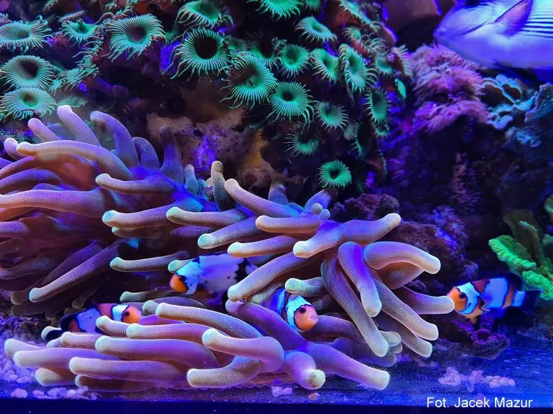 Koszty utrzymania akwarium