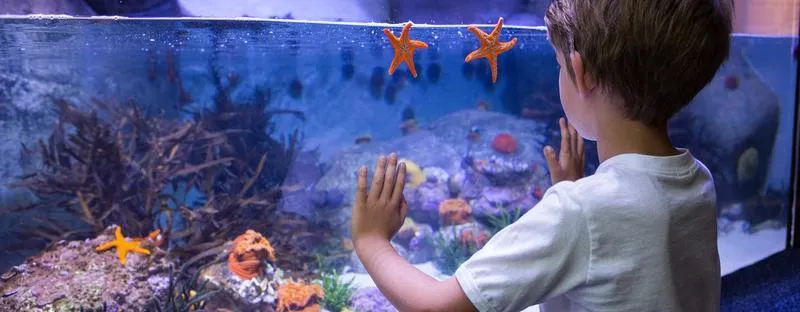 Koszty zakupu akwarium