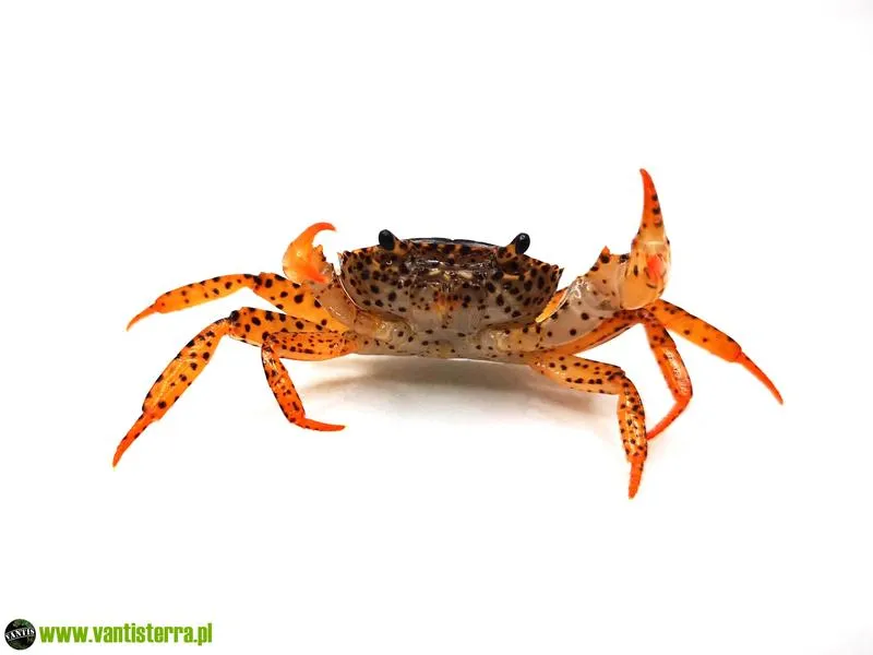 Koszty zakupu kraba do akwarium
