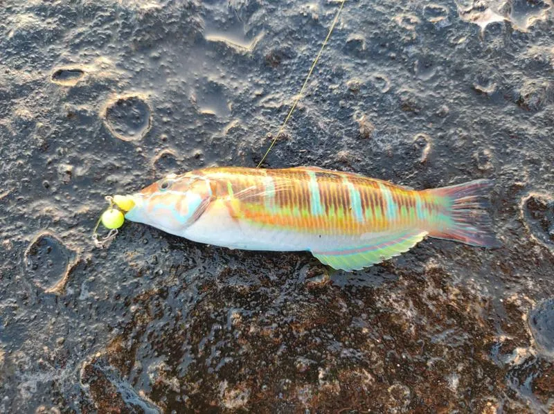 Kuchnia maltańska i owoce morza