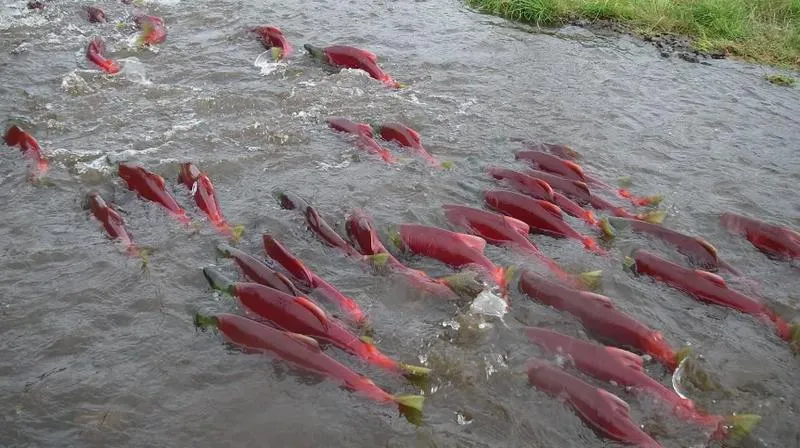 Łowienie łososi w Polsce