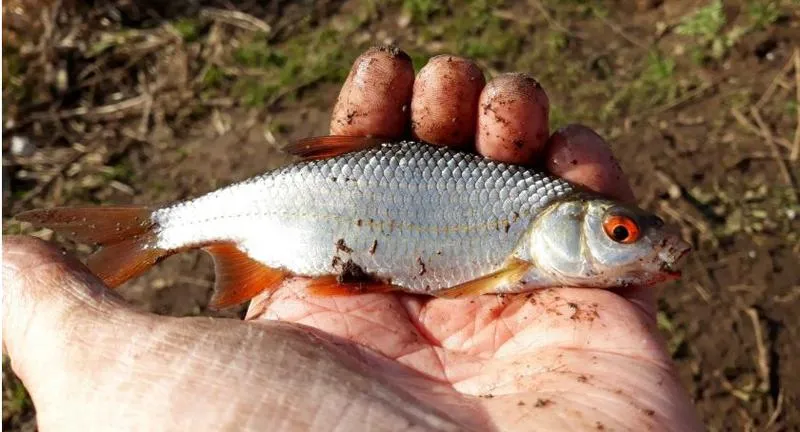 Metody łowienia ryb