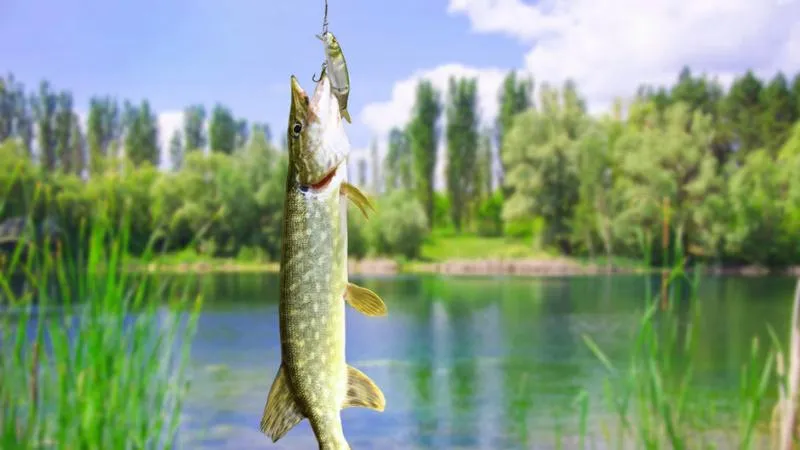 Metody na łowienie okoni