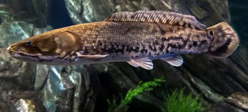 Najlepsze miejsca połowu miętusa