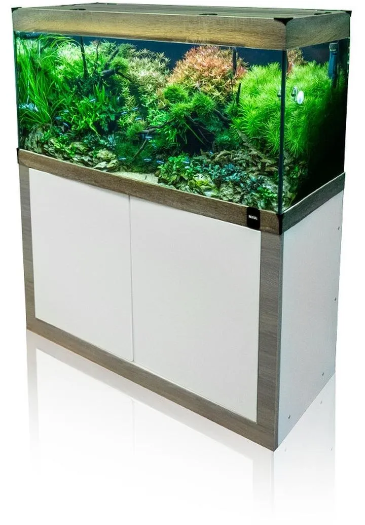 Najpopularniejsze gatunki ryb akwariowych