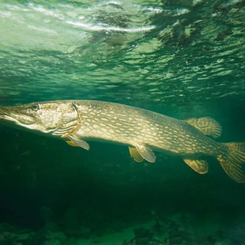 Najskuteczniejsze przynęty na szczupaka