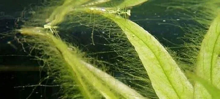 Naturalne metody eliminacji glonów