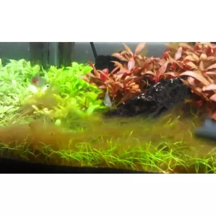 Naturalne metody na glony akwariowe