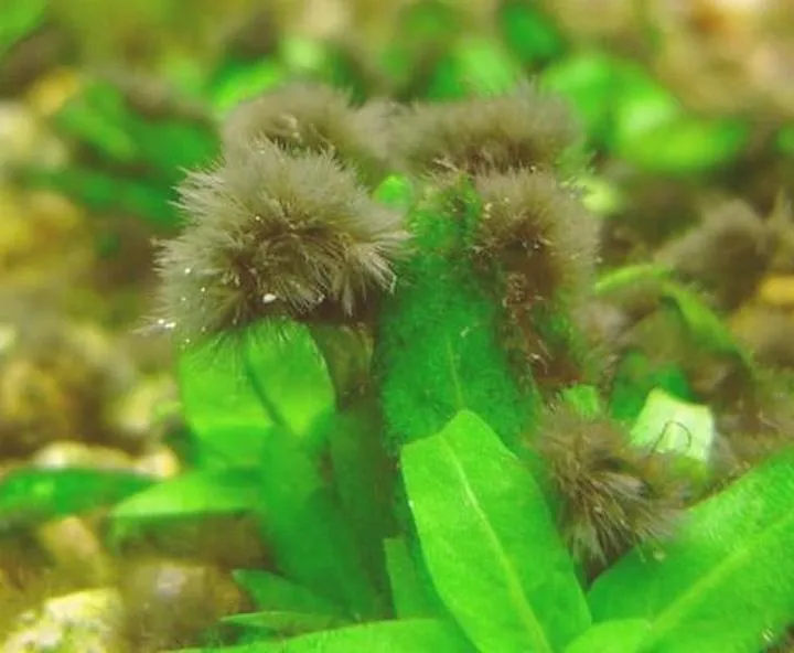 Naturalne metody zwalczania glonów