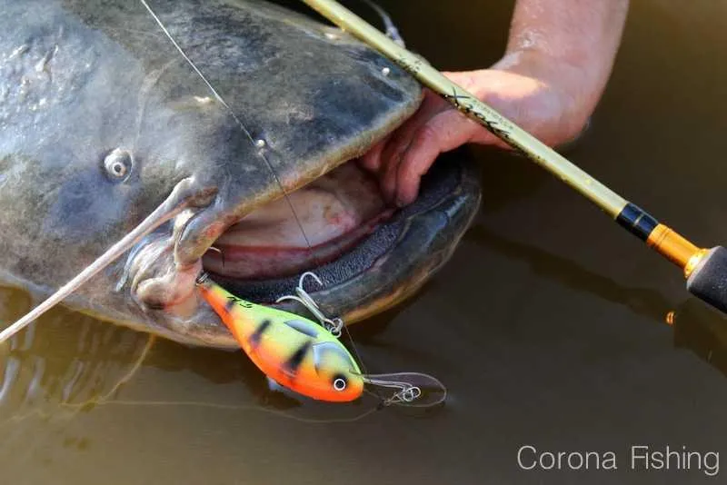 Naturalne przynęty na suma
