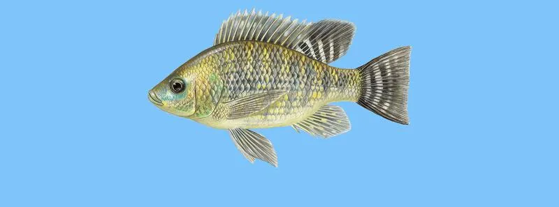 Naturalne występowanie tilapii i ekosystemy