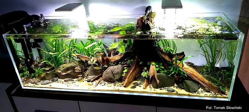 Naturalny wygląd korzenia