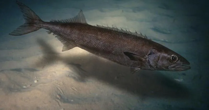 Objawy zatrucia rybą maślaną