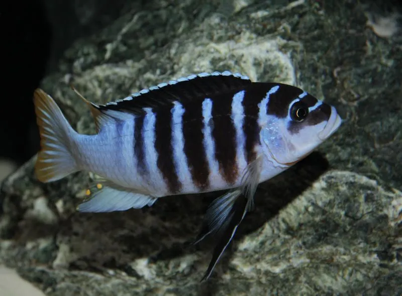 Obsada akwarium Malawi