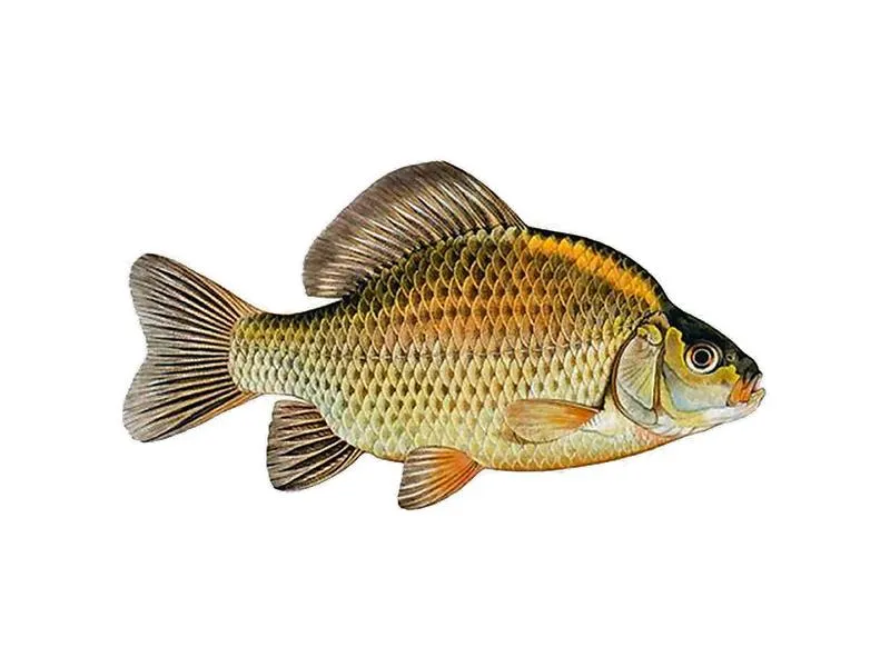Optymalna dieta karasi