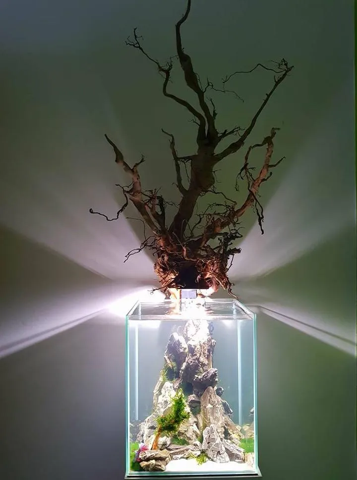 Oświetlenie i nawożenie roślin akwariowych