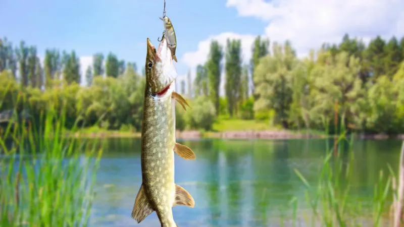 Parametry sprzętu wędkarskiego