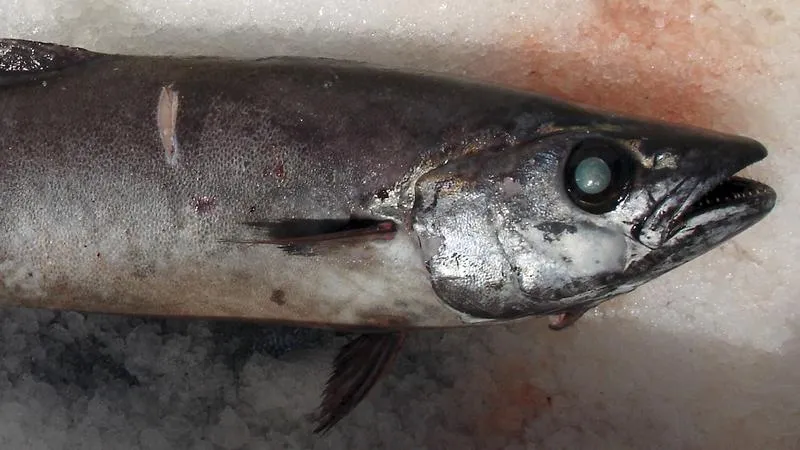 Pierwsza pomoc przy zatruciu