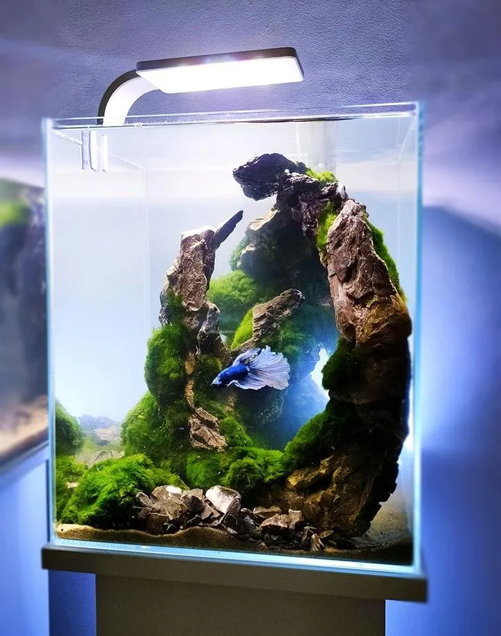 Podłoże do akwarium dla bojownika