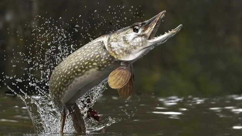 Porady dla wędkarzy