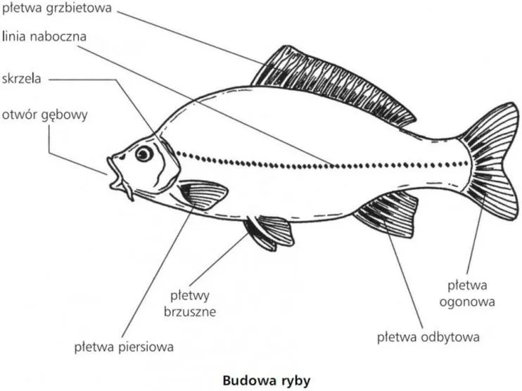 Postrzeganie powietrza przez ryby