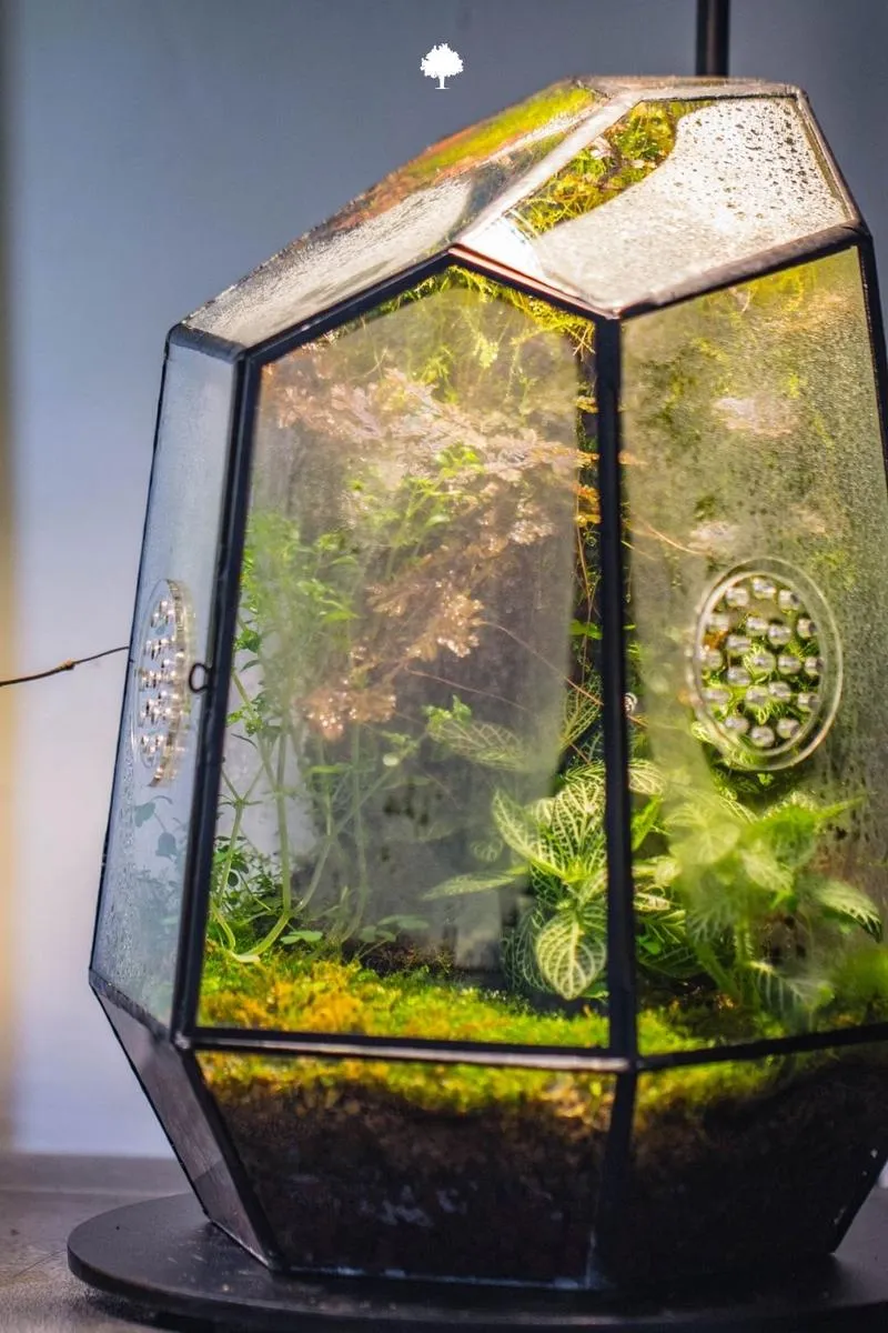 Praktyczne porady dotyczące terrarium