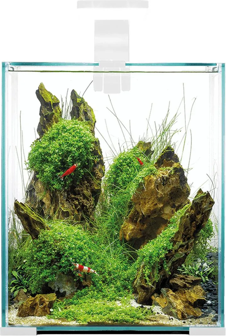 Przeludnienie w małym akwarium