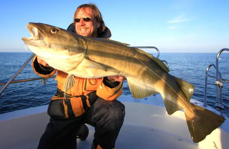 Przygotowanie dorsza