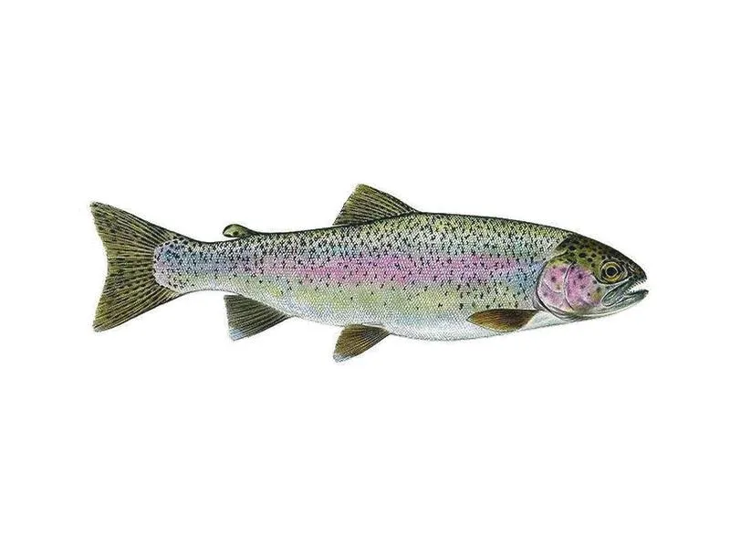 Przygotowanie pstrąga