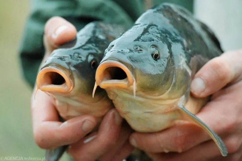 Przynęty na karpie wiosną