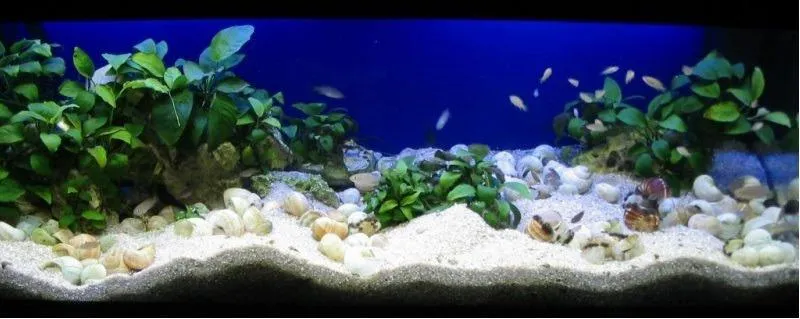 Rodzaje podłoża akwarystycznego
