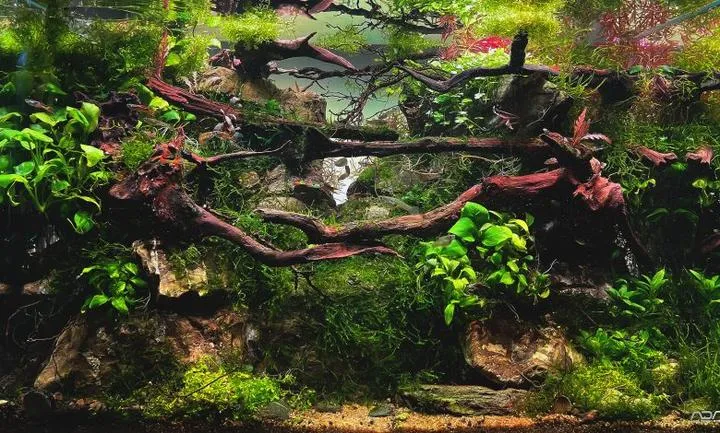 Rola bakterii nitryfikujących