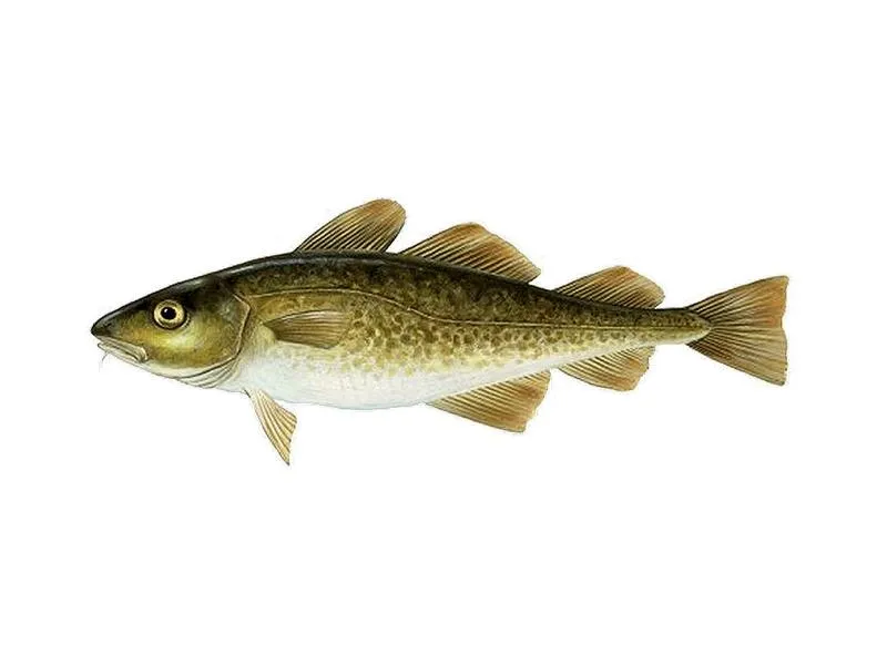 Rola ryb w ekosystemie wodnym