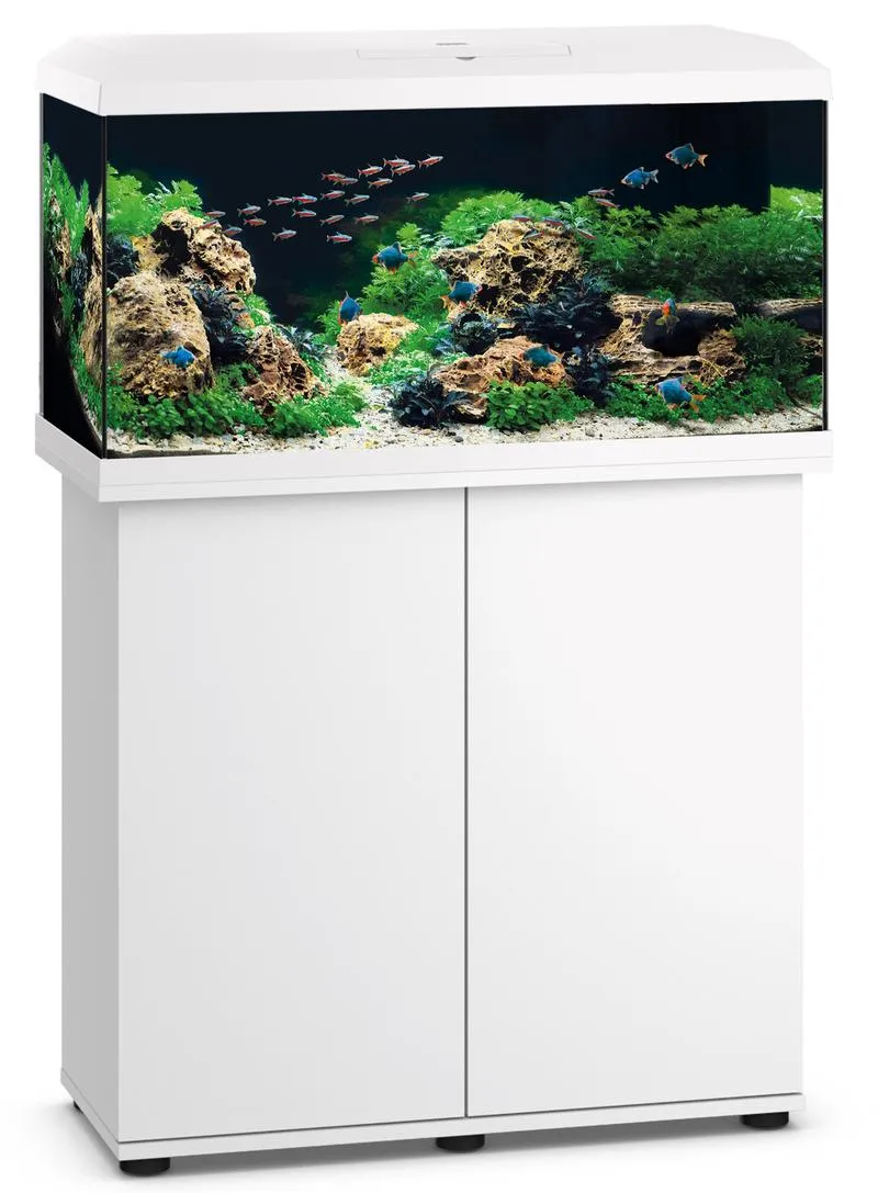 Rośliny akwariowe a temperatura