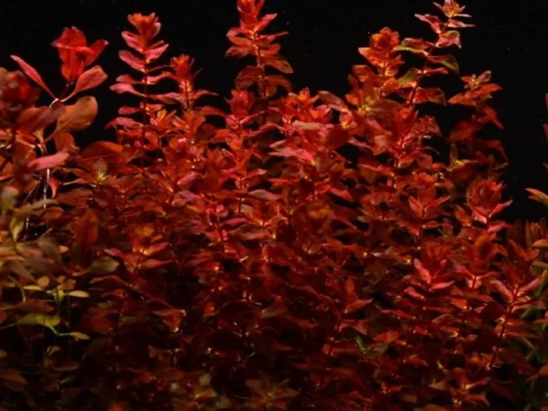 Rośliny akwariowe dla początkujących