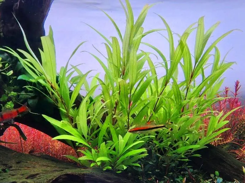 Rośliny do akwarium o słabym oświetleniu