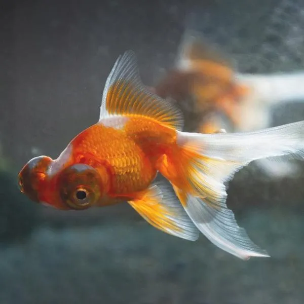 Rośliny do akwarium z welonami